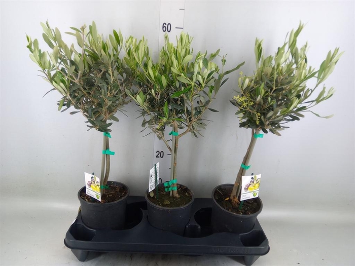 <h4>Olea europaea</h4>