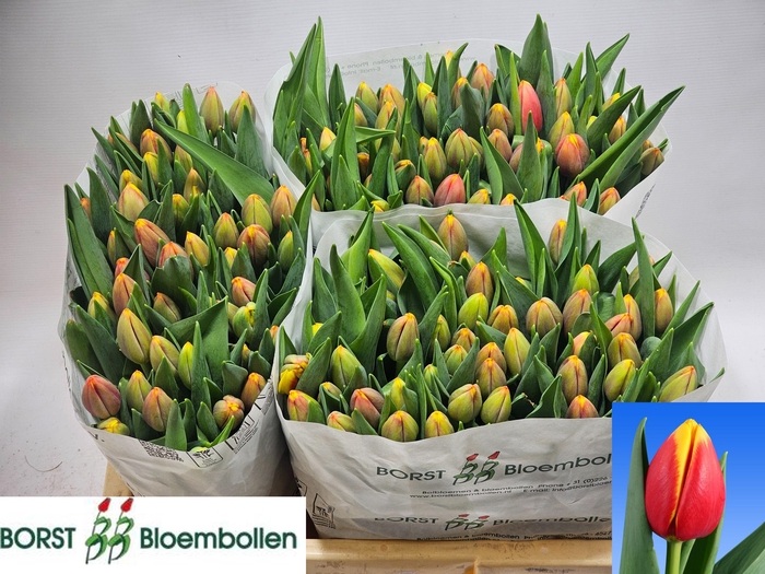 <h4>TU EN RAMBO</h4>