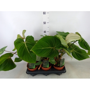 Philodendron gloriosum