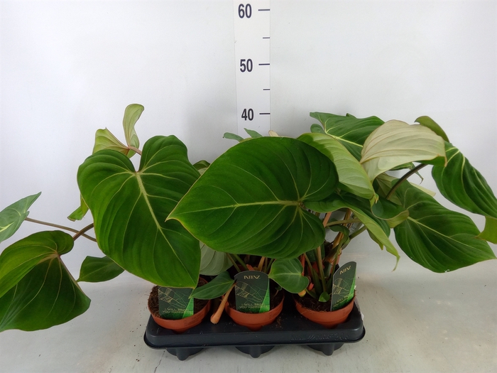 Philodendron gloriosum