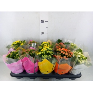 Kalanchoe blos.   ..rosebud mix  5