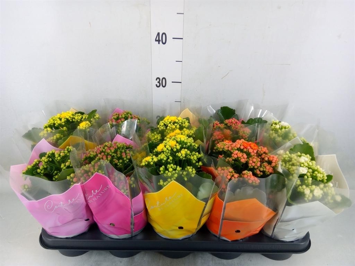 <h4>Kalanchoe blos.   ..rosebud mix  5</h4>