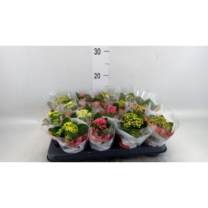 Kalanchoe blos. 'RoyalDon'   ..mix