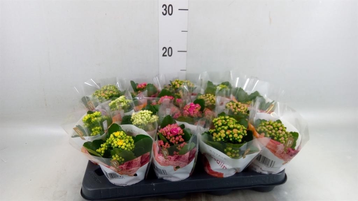 <h4>Kalanchoe blos. 'RoyalDon' ..mix</h4>