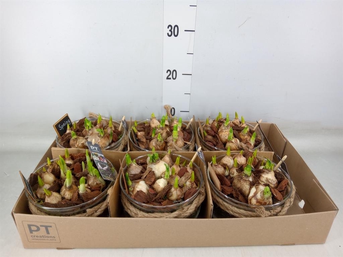 <h4>Arr.   Tuinplanten L%</h4>