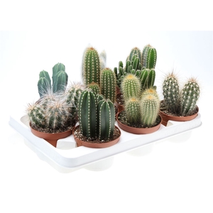 Cactus Gemengd Zuil