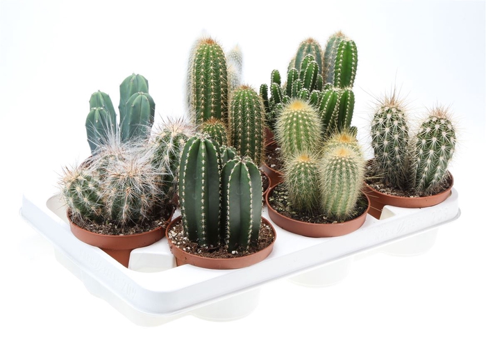 <h4>Cactus Gemengd Zuil</h4>