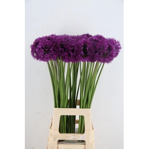 ALLIUM PURPLE SENS