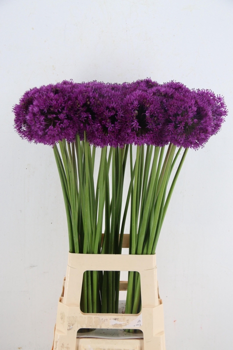 <h4>ALLIUM PURPLE SENS</h4>