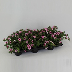 CaliBrachoa Minifamous Neo Pink + Red Eye