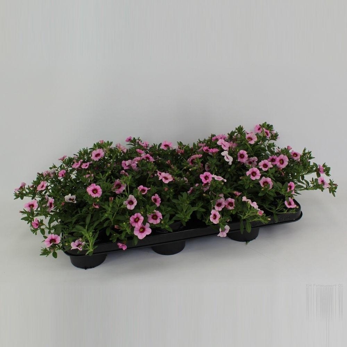 <h4>CaliBrachoa Minifamous Neo Pink + Red Eye</h4>