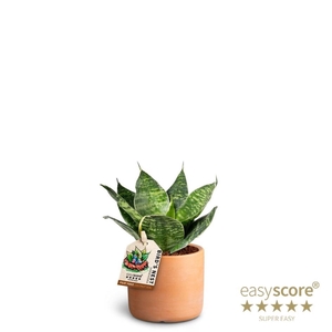 SANSEVIERIA TRIFASCIATA