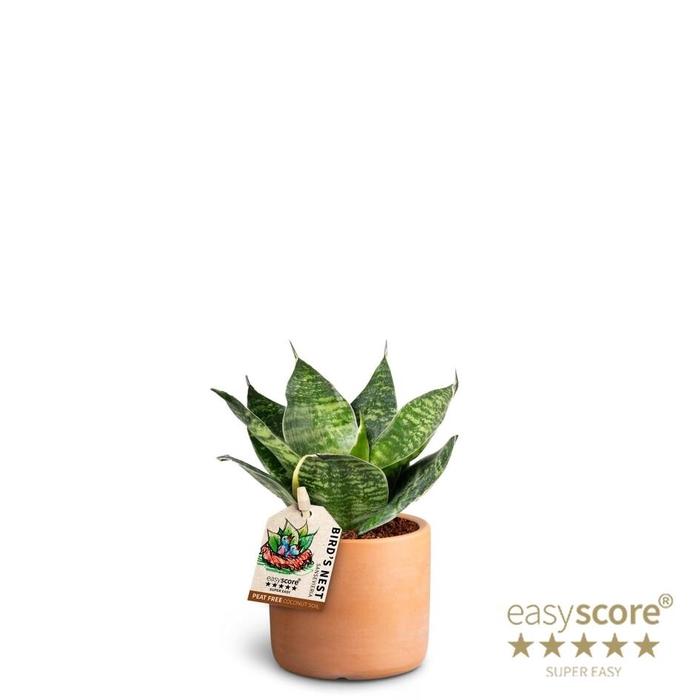 <h4>SANSEVIERIA TRIFASCIATA</h4>