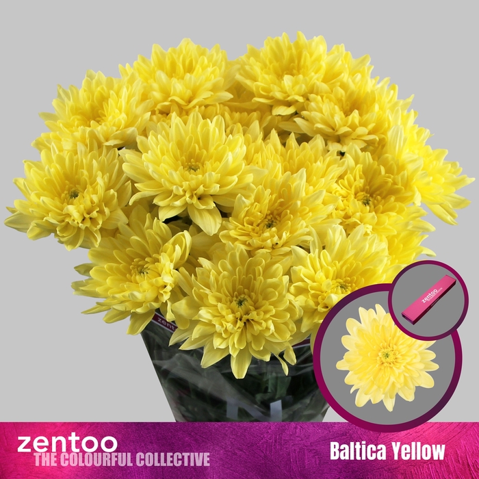 <h4>Chrysanten Chr T Baltica Yellow</h4>