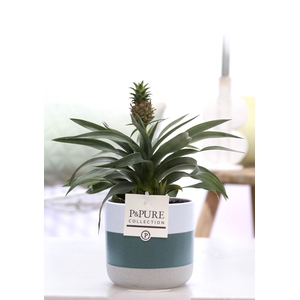 Ananas Rosita in P&PURE Lauren ceramics