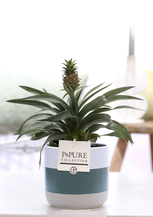 <h4>Ananas Rosita in P&PURE Lauren ceramics</h4>