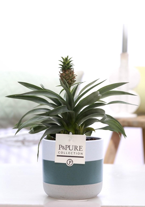 <h4>Ananas Rosita in P&PURE Lauren ceramics</h4>