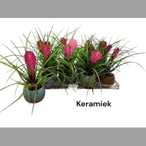 ARR TILLANDSIA