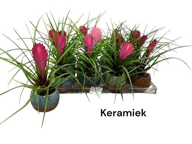 <h4>ARR TILLANDSIA</h4>