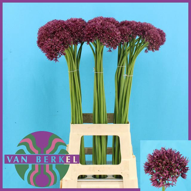 <h4>ALLIUM FIRMAMENT</h4>