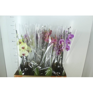 PHALAENOPSIS P15 2 HT