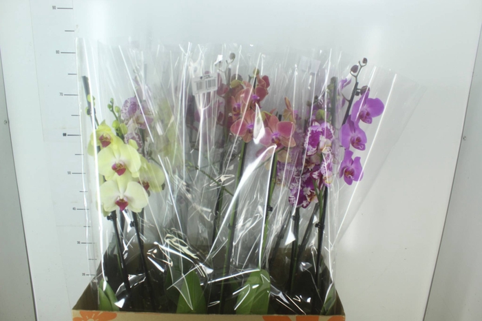 <h4>PHALAENOPSIS P15 2 HT</h4>