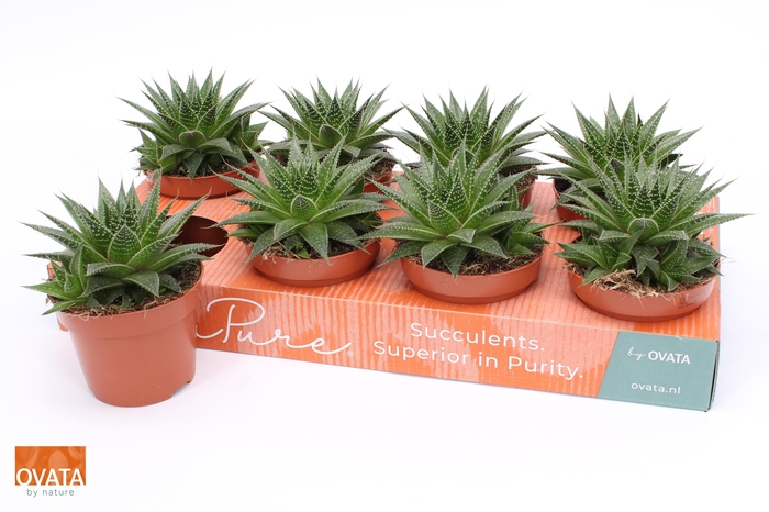 <h4>ALOE GLADIATOR ROCK</h4>