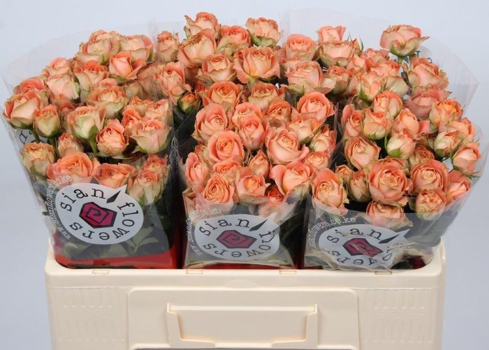 <h4>R TR JUICE SENSAT@</h4>