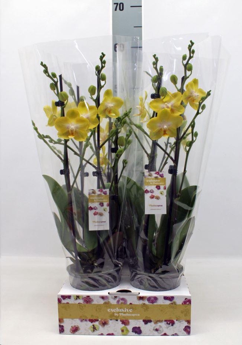 <h4>Phalaenopsis   ...</h4>