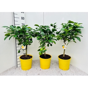 Citrus meyeri 'Meyer'