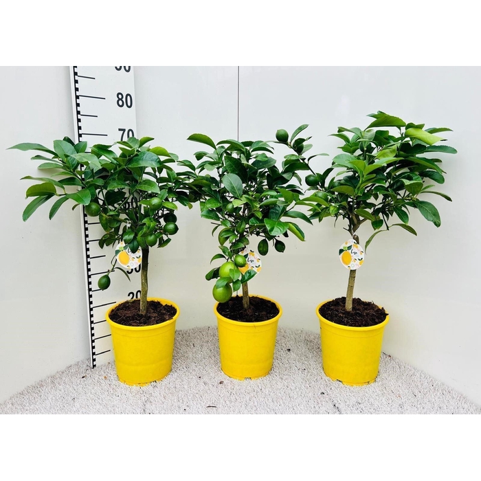 <h4>Citrus meyeri 'Meyer'</h4>