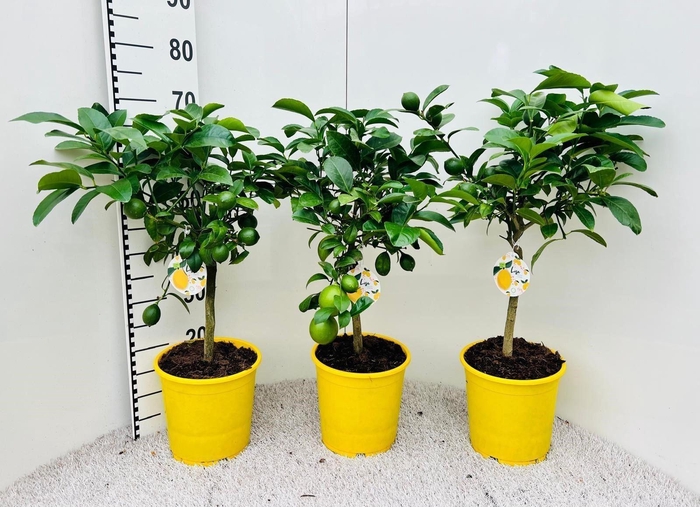 Citrus meyeri 'Meyer'