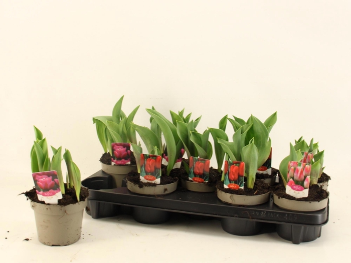 <h4>TUL GEM 3 KLEUREN</h4>