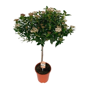 Viburnum tinus