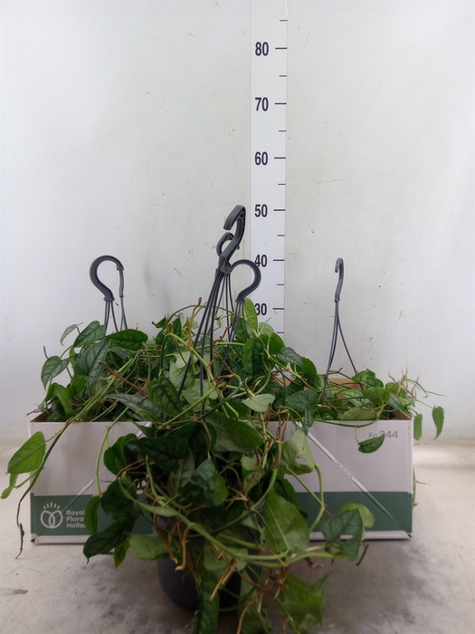 <h4>Monstera siltepecana</h4>