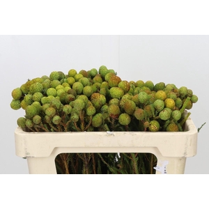 Kaaps Groen Baubles