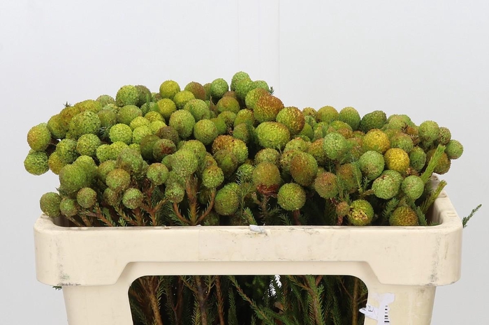 <h4>Kaaps Groen Baubles</h4>
