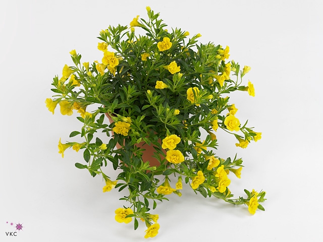 CALIB MINIF D YEL EV