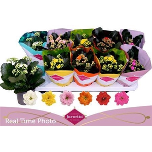 Kal Ge Perf Gem 6 Kl