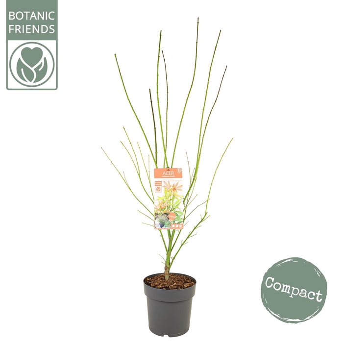 <h4>Acer palm. 'Jerre Schwartz'</h4>