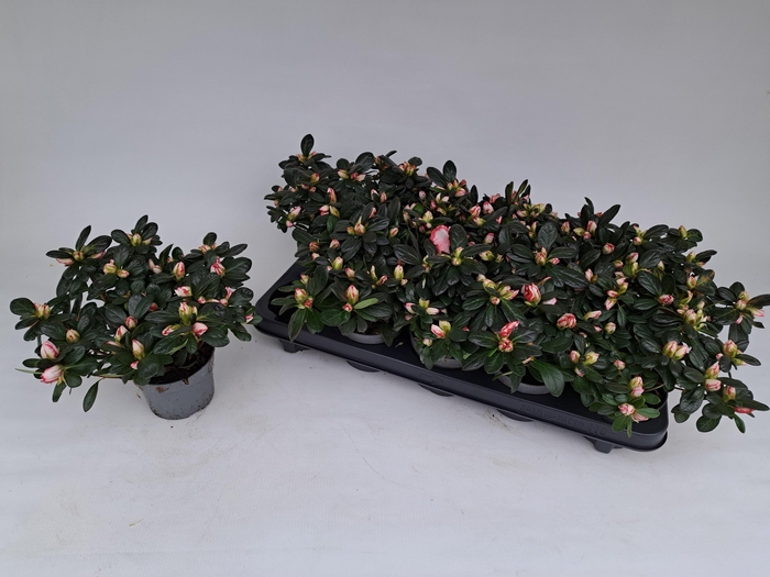 <h4>RHODO SI OV</h4>