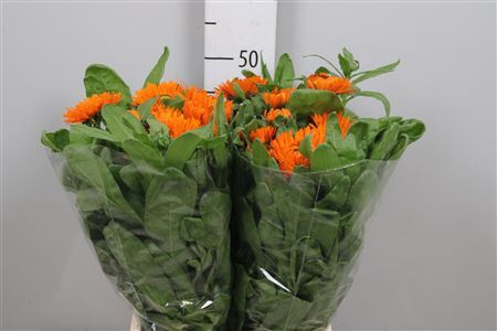 <h4>Calendula offic. 'Green Spot Orang'</h4>