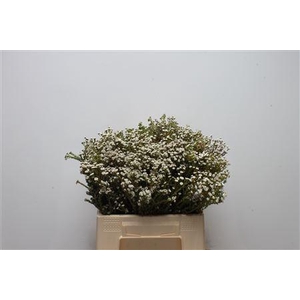Kaaps Phylica White
