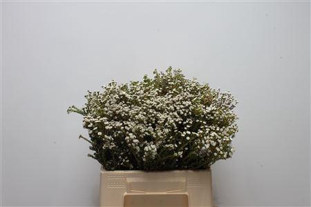 <h4>Kaaps Phylica White</h4>