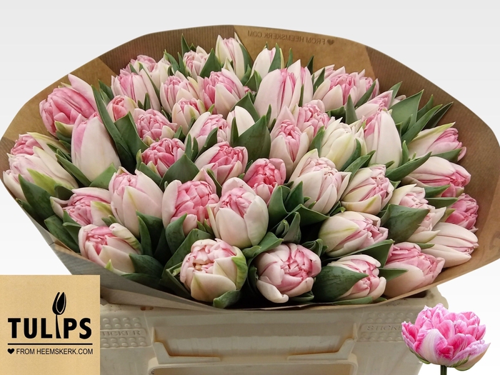 <h4>TU DU FOXTROT</h4>