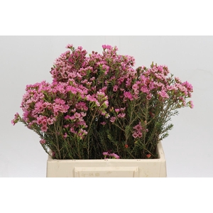 Chamelaucium Sarah's Delight