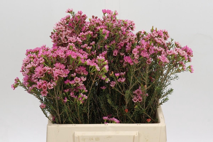 <h4>Chamelaucium Sarah's Delight</h4>