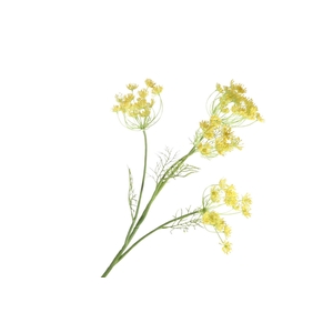 Anethum Yellow FL440344YEL