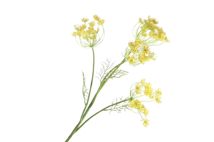 <h4>Anethum Yellow FL440344YEL</h4>