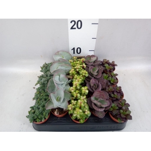 Succulents ...